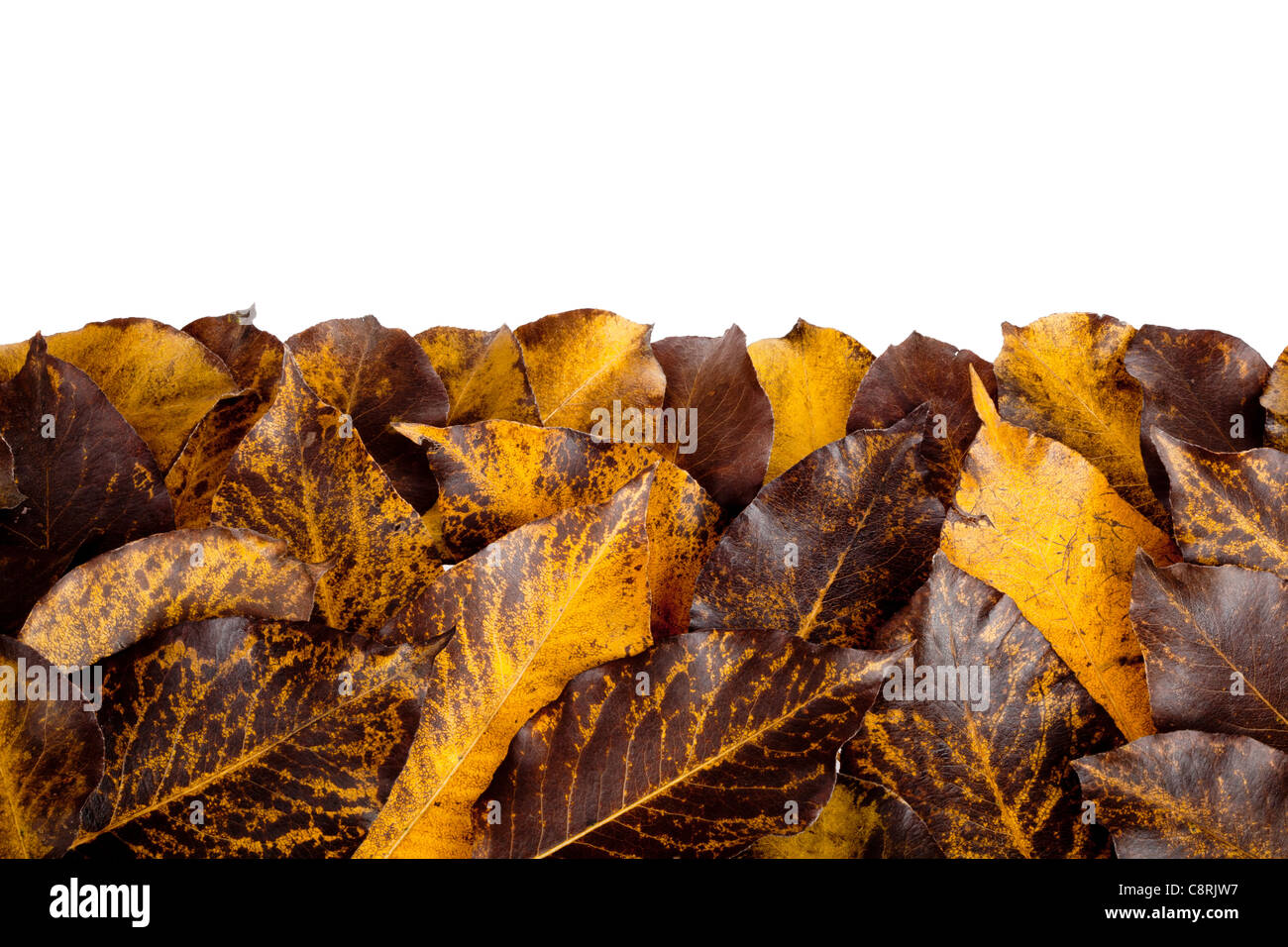 Colorful fall hawthorn leaves isolated on white Stock Photo - Alamy