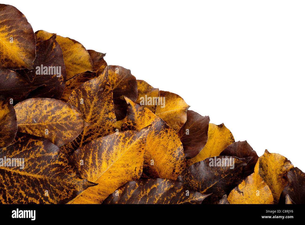Colorful fall hawthorn leaves isolated on white Stock Photo - Alamy