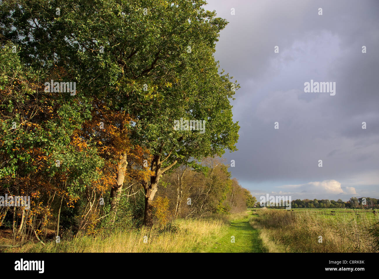 Rural landscape with meadow and forest in autumn season Stock Photo - Alamy