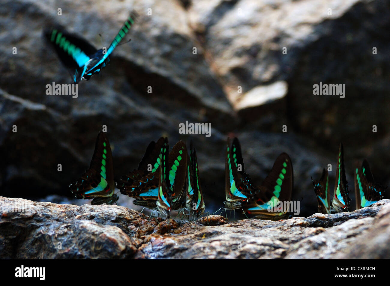 Rock with butterflies hi-res stock photography and images - Alamy