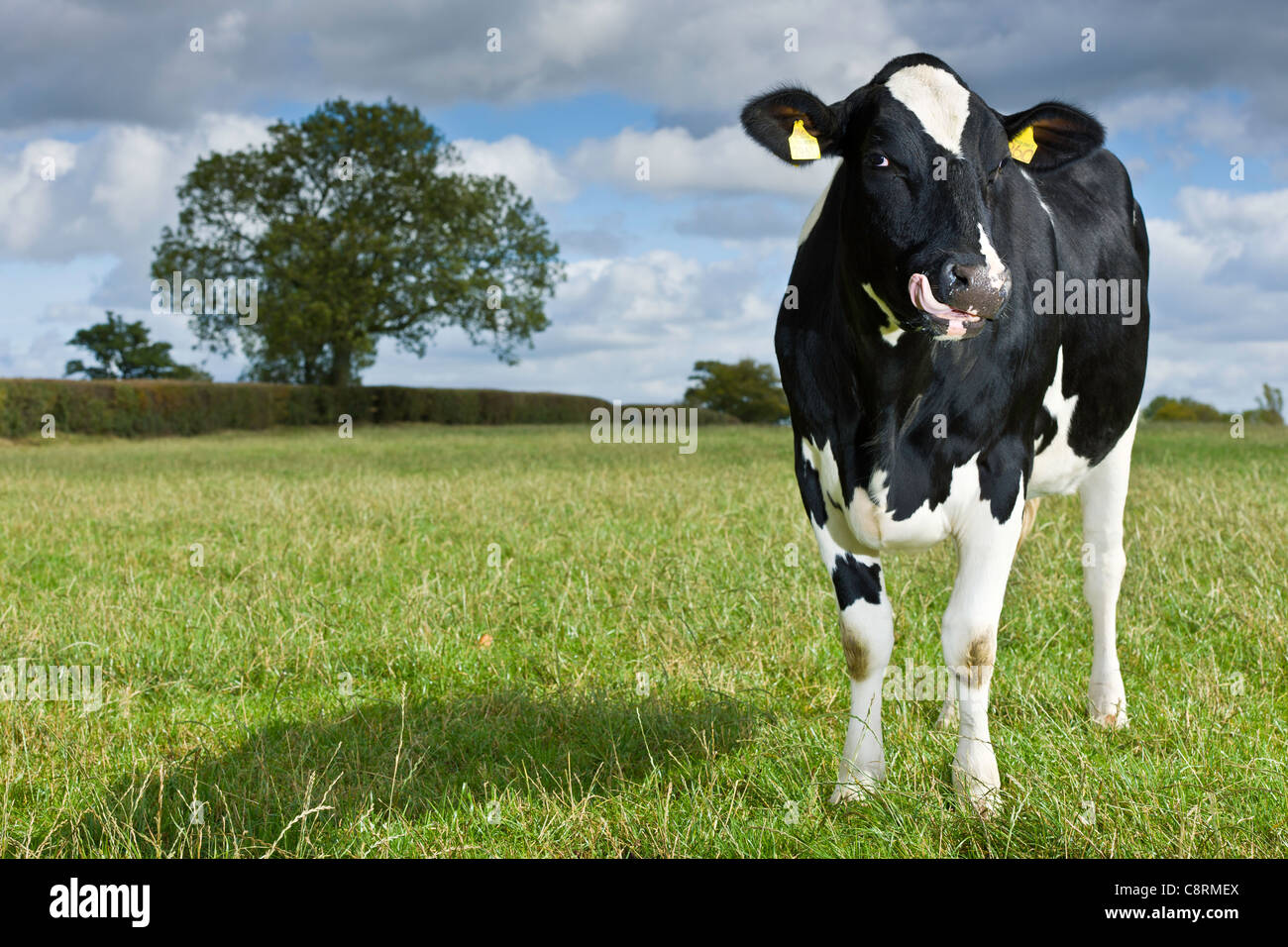 Prime UK Dairy Livestock Stock Photo