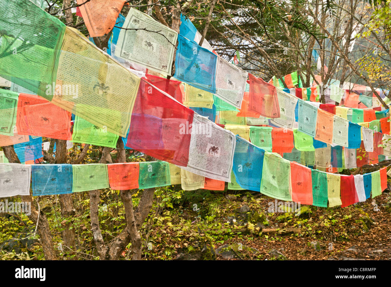 Colorful prayer flags hanging in forest. Stock Photo