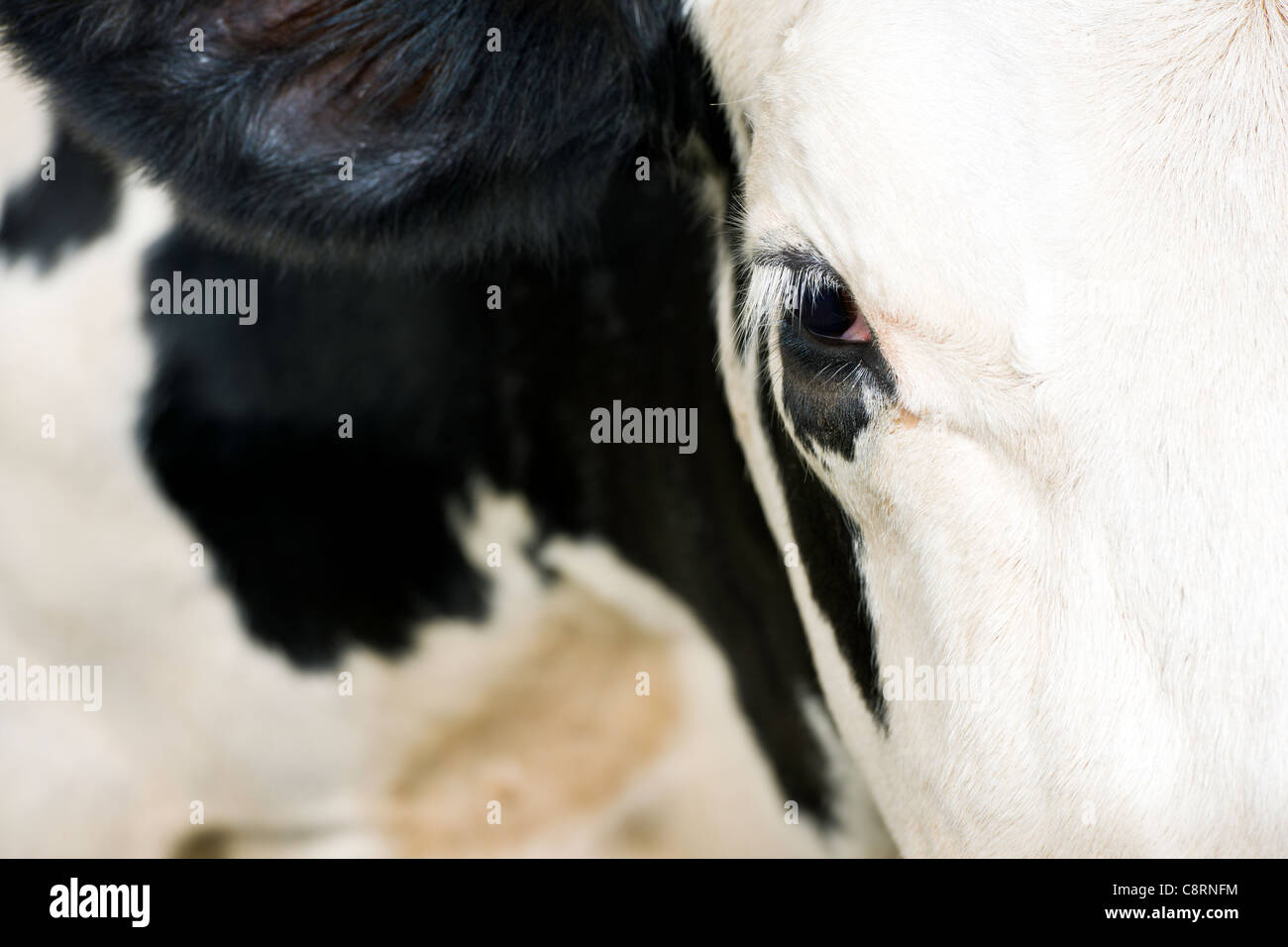 Prime UK Dairy Livestock Stock Photo