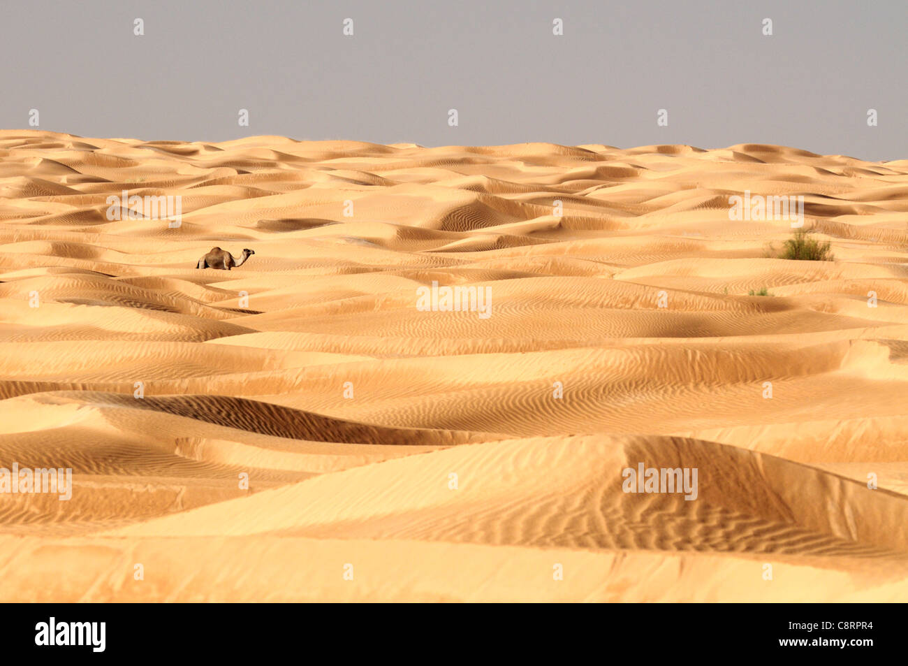 Africa, Tunisia, nr. Tembaine. Camel within the desert dunes of the Grand Erg Oriental in the Sahara desert. Stock Photo