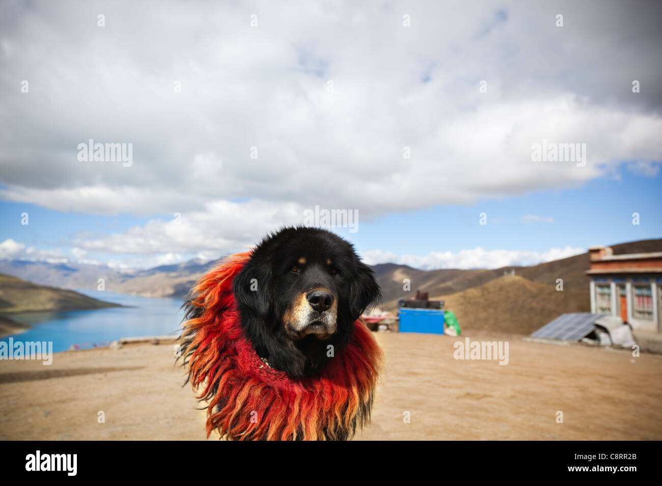 tibet: tibetan mastiff at lake yamdrok yumtso Stock Photo