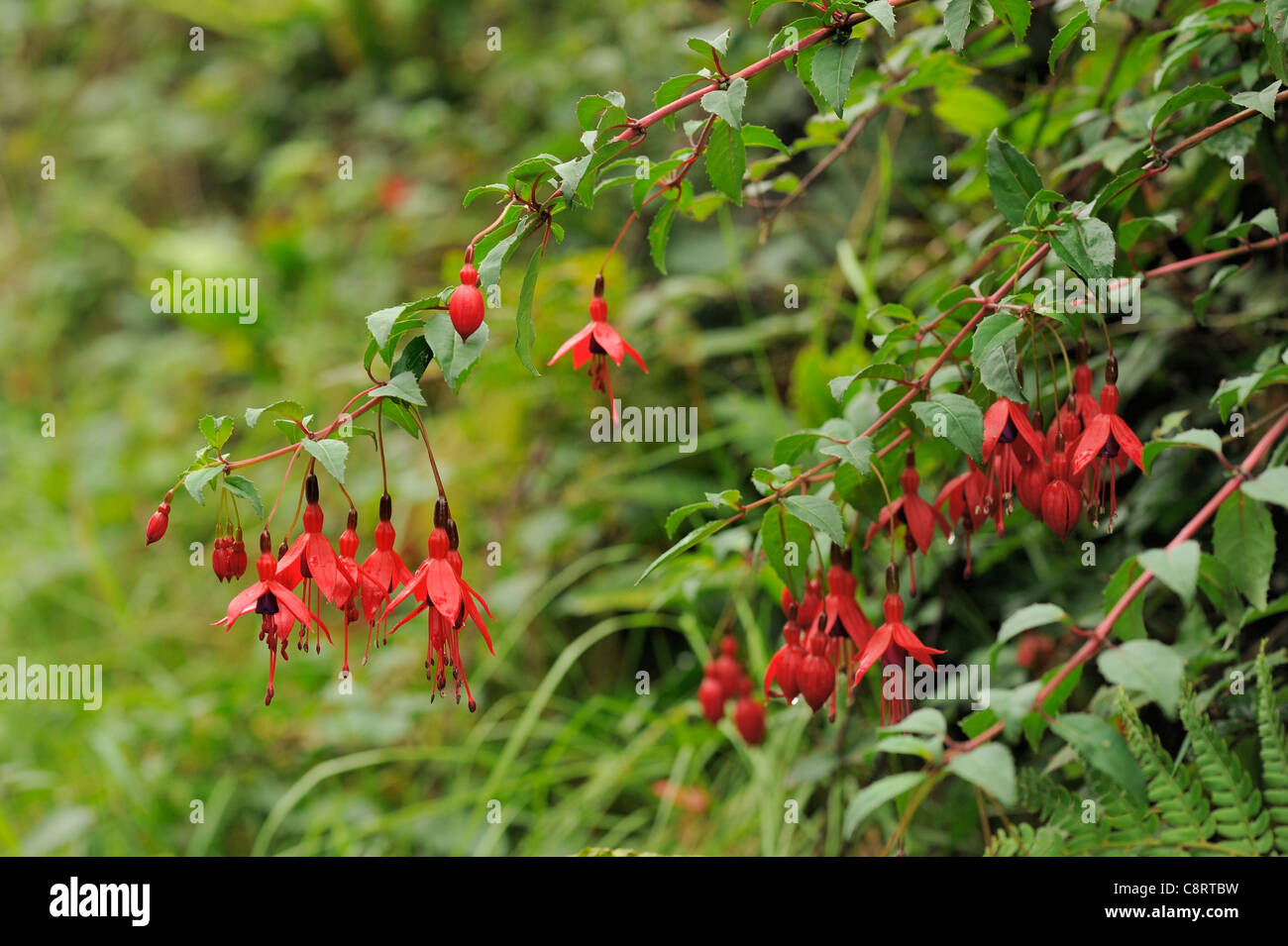 Fuchsia or Lady's Eardrops, Fuchsia magellanica Stock Photo