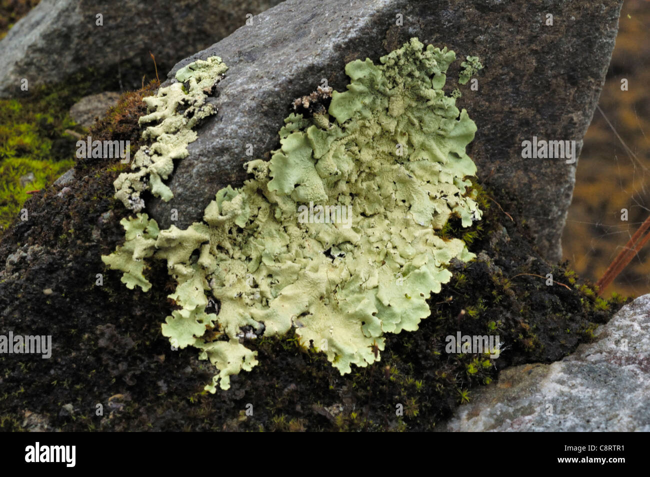 Flavoparmelia caperata, common greenshield lichen Stock Photo