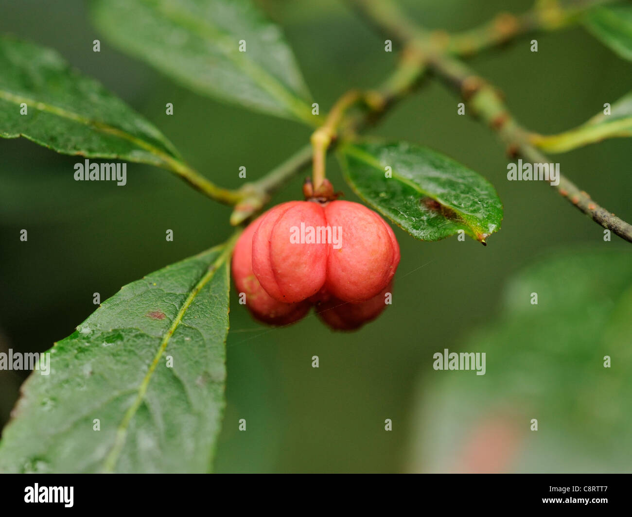 Spindle, Euonymus europaeus, red fruits Stock Photo