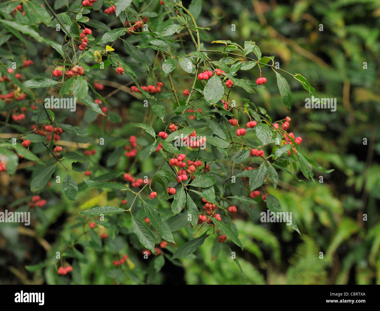 Red spindle hires stock photography and images Alamy
