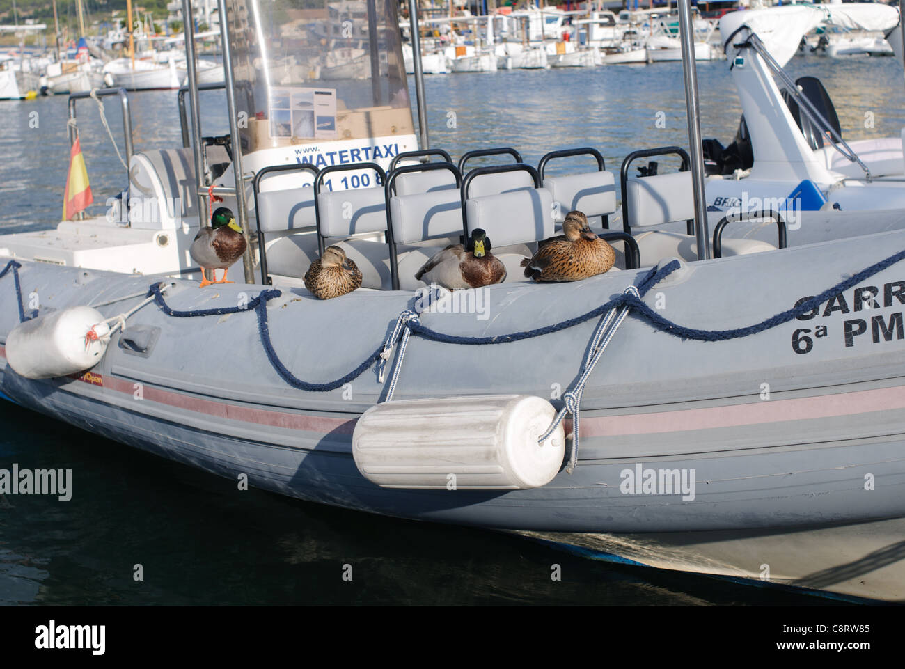 Ducks take a rest on the side of a watertaxi / boat in the harbour at Puerto De Andratx in Mallorca / Majorca Stock Photo