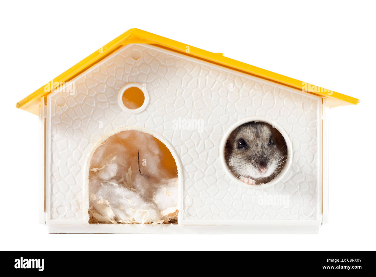 hamster store online