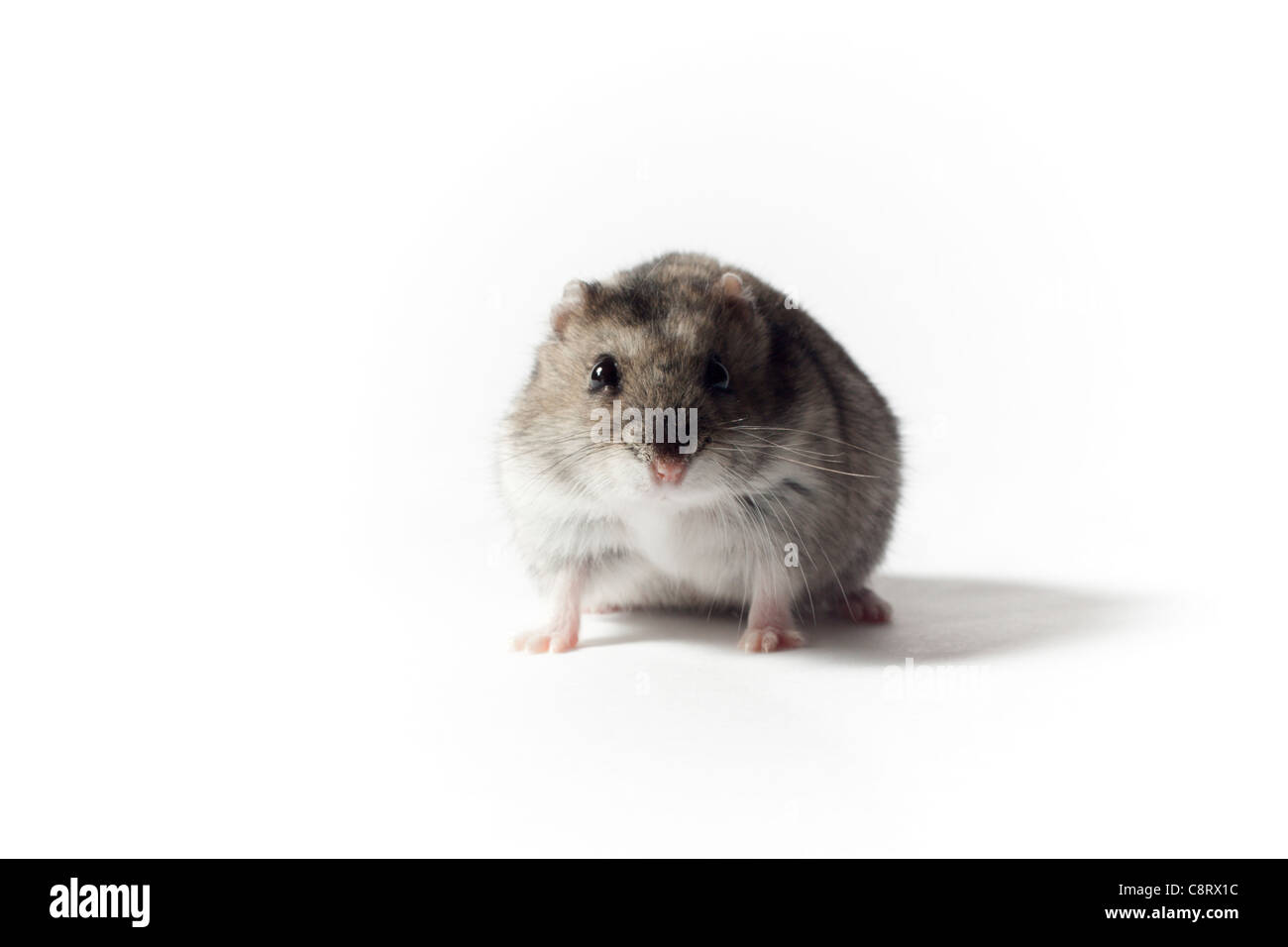 Crouching Hamster Stock Photo