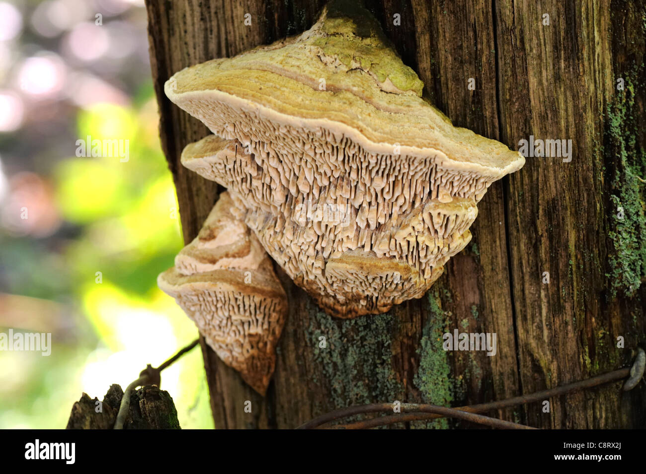 Oak Mazegill, daedalea quercina Stock Photo