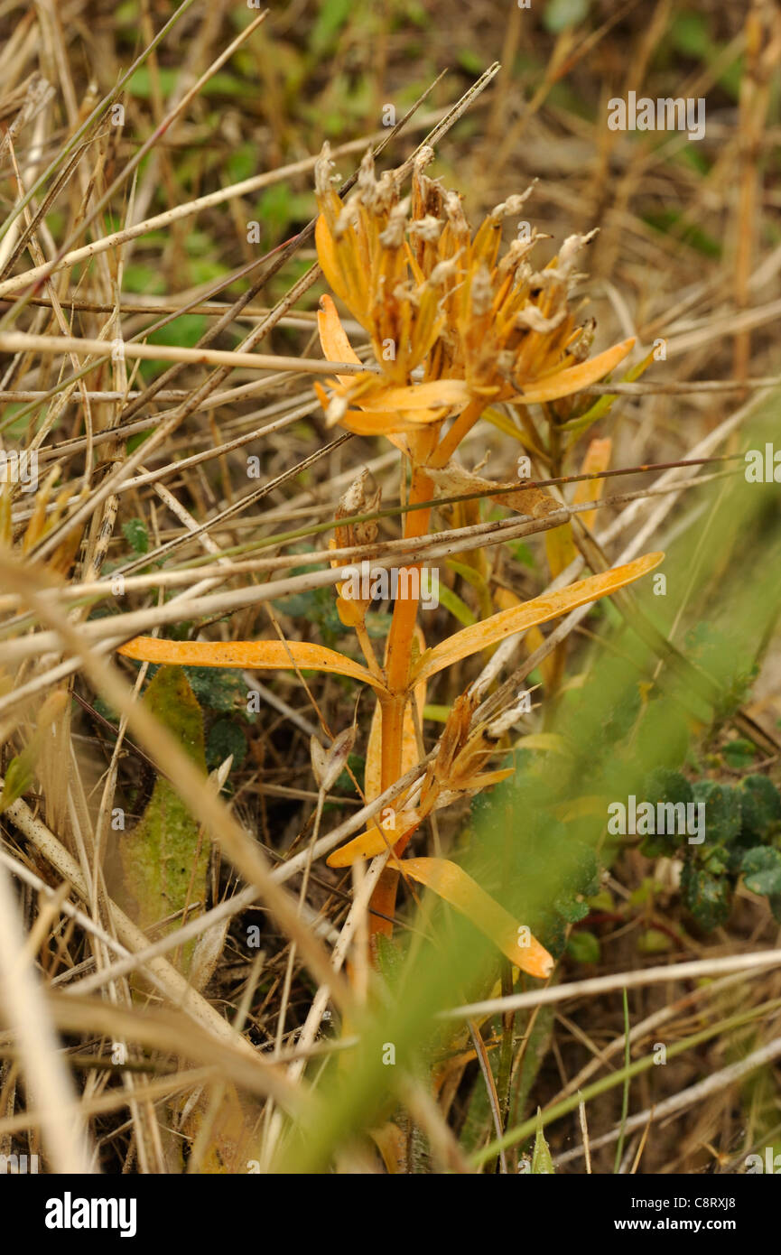 Seaside Centaury, centaurium littorale, dead plant. Stock Photo