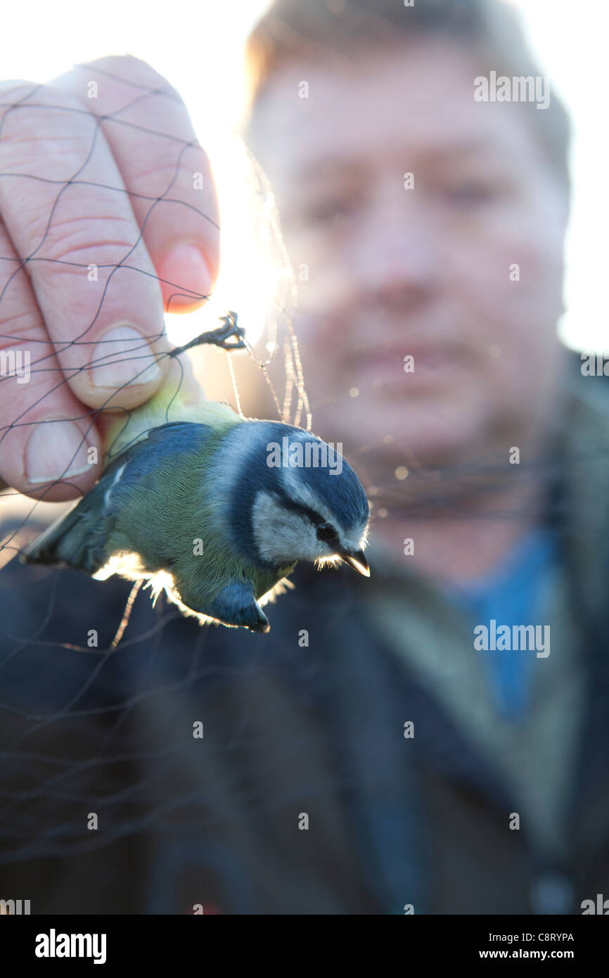 Bird Ringer Spurn Head , East Yorkshire - Paul Collins , bird ringer at the Spurn ...