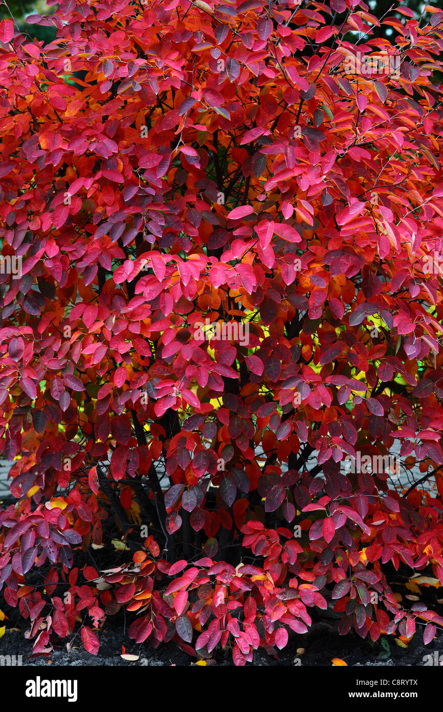Service berry shrub ruby red leaves in autumn Amelanchier lamarckii Stock Photo
