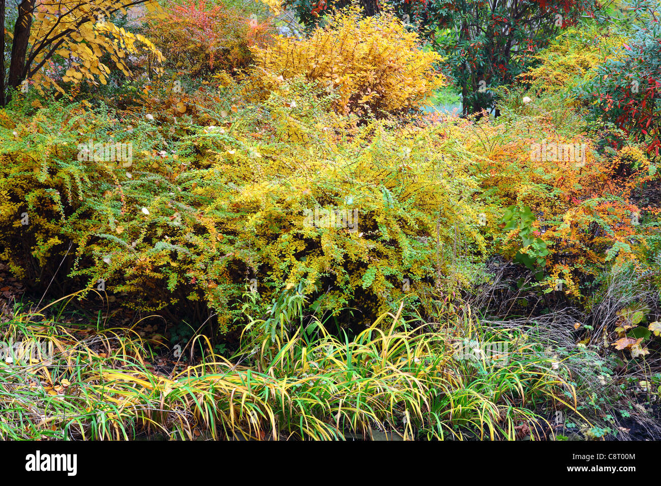 Colorful cotoneaster shrubs in autumn Stock Photo