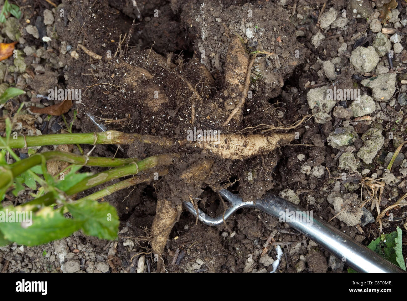 Overwintering dahlia Stock Photo