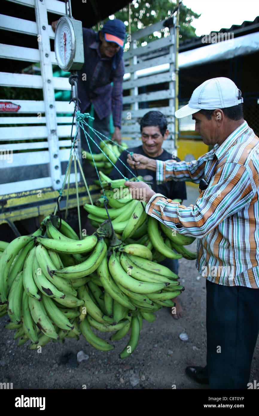 Banana shipping hires stock photography and images Alamy
