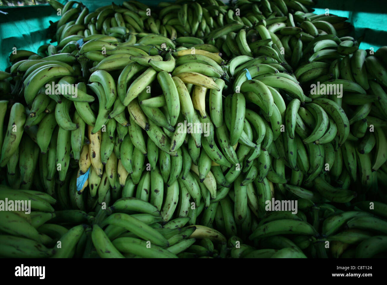 Bananas are an important export products, Colombia Stock Photo Alamy