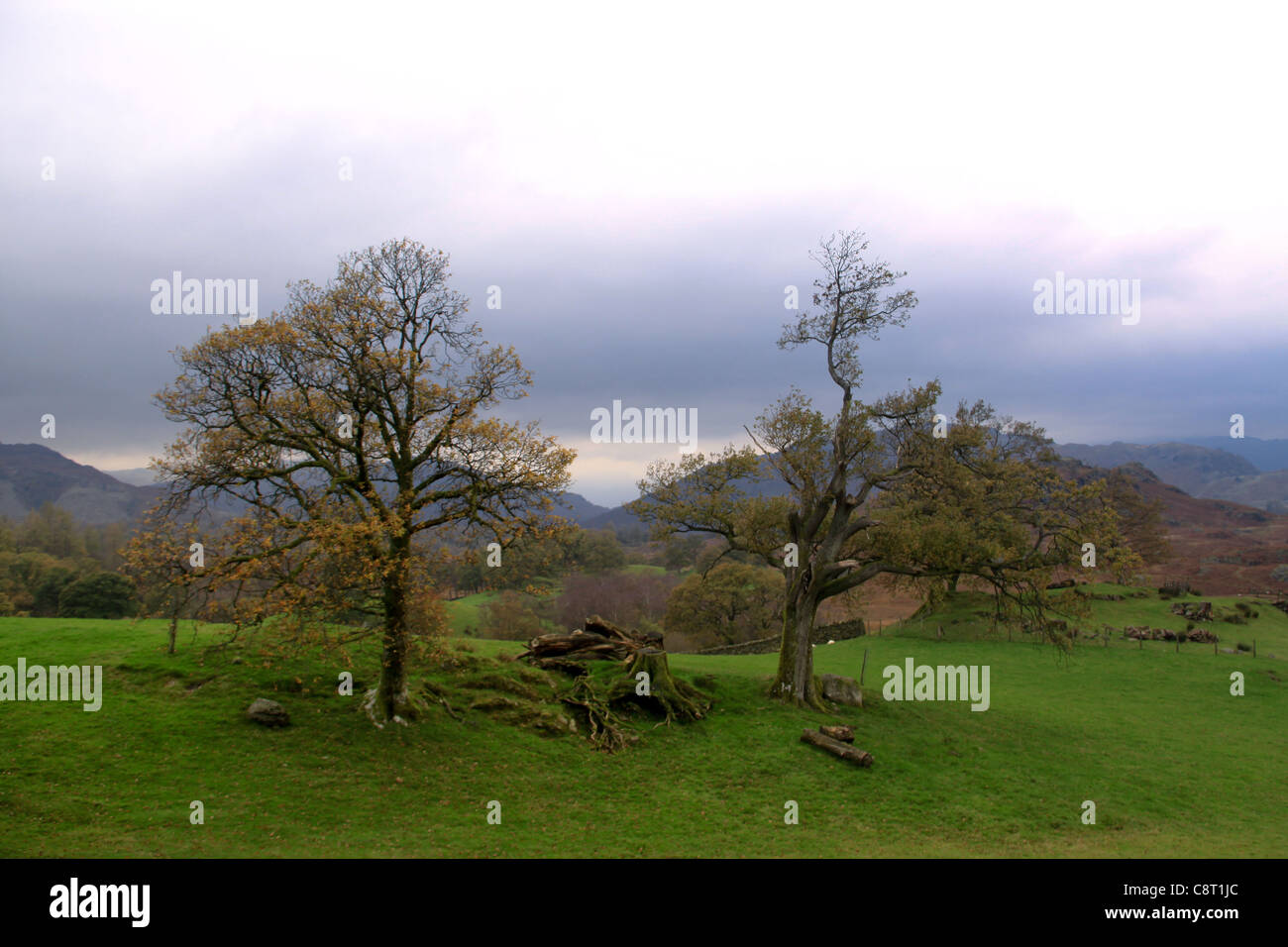British countryside, trees, Green Fields, Rusland, The Lakes, Lakeland, The Lake District, United Kingdom, UK, Great Brittan Stock Photo