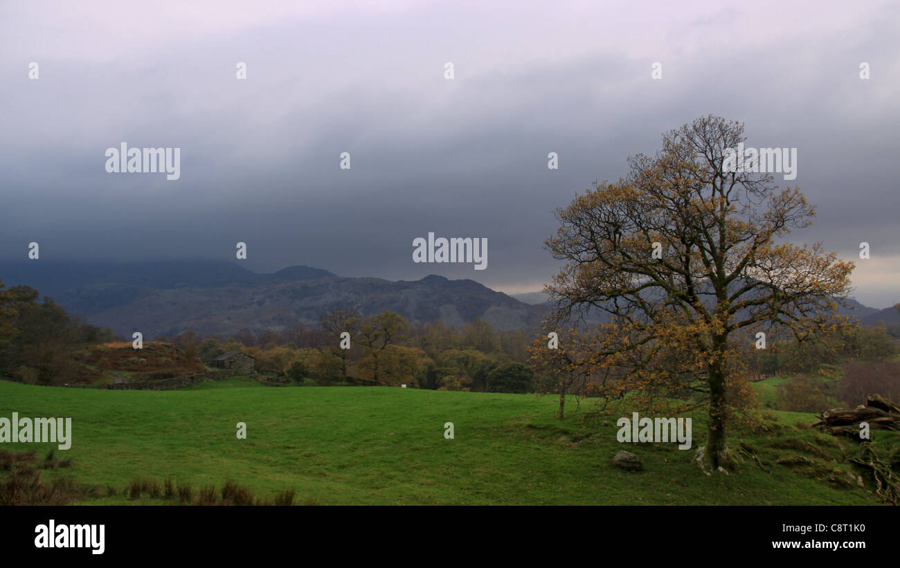 British countryside, trees, Green Fields, Rusland, The Lakes, Lakeland, The Lake District, United Kingdom, UK, Great Brittan Stock Photo