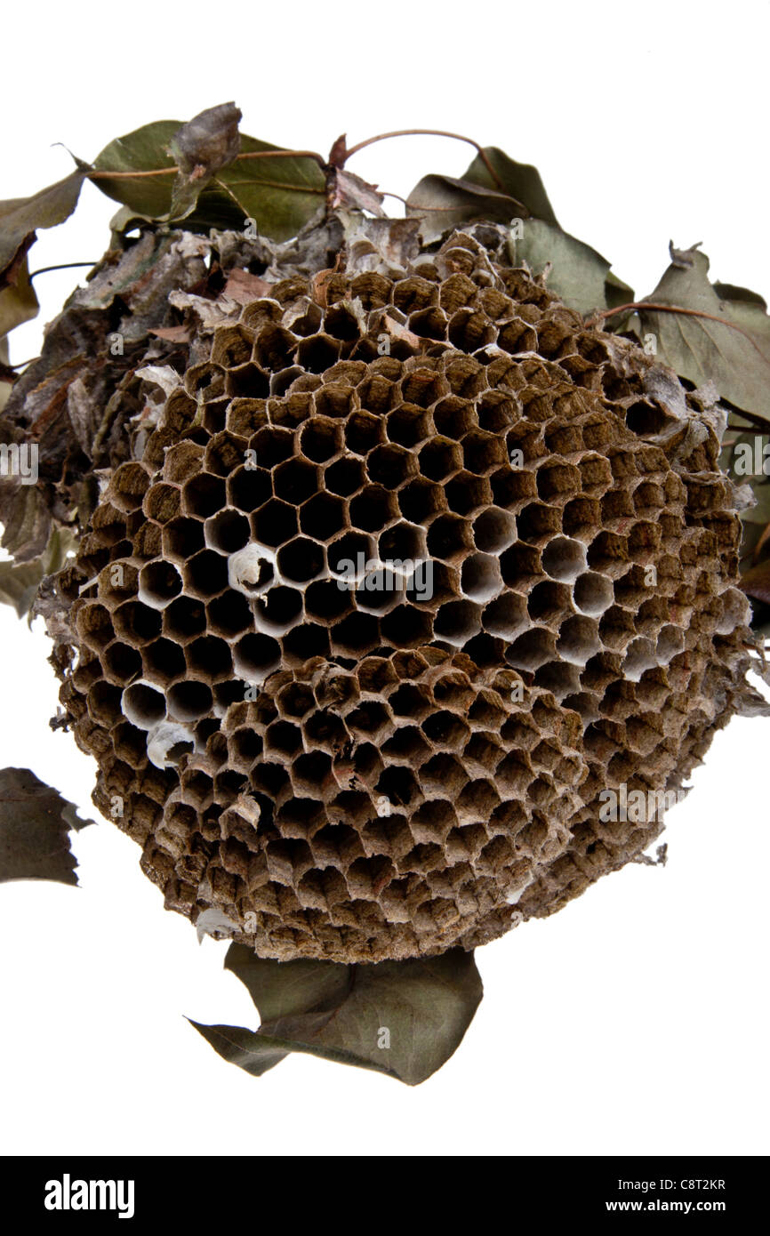 Cross section of a wasp nest Stock Photo Alamy