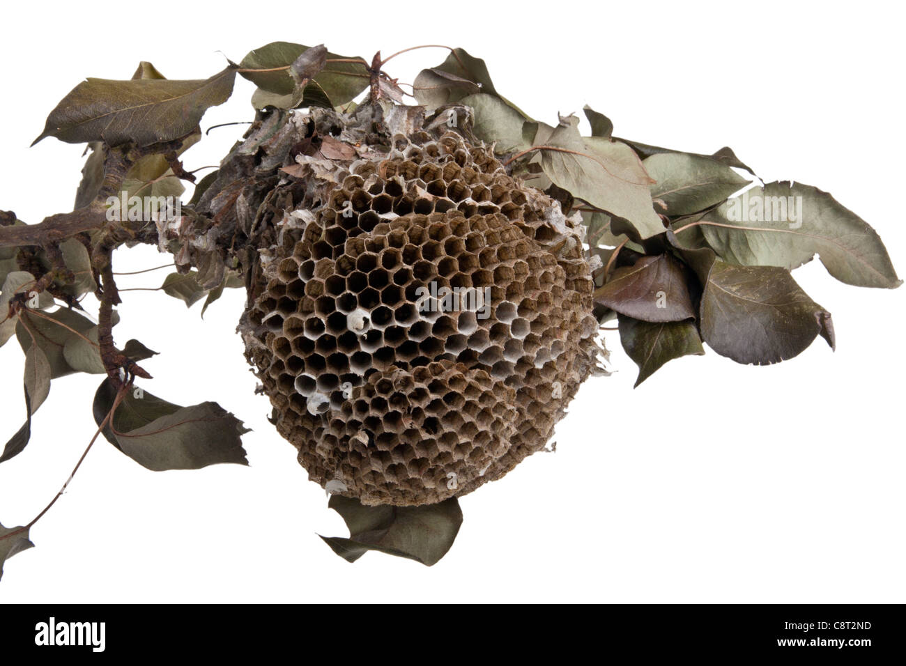 Cross section of a wasp nest Stock Photo Alamy