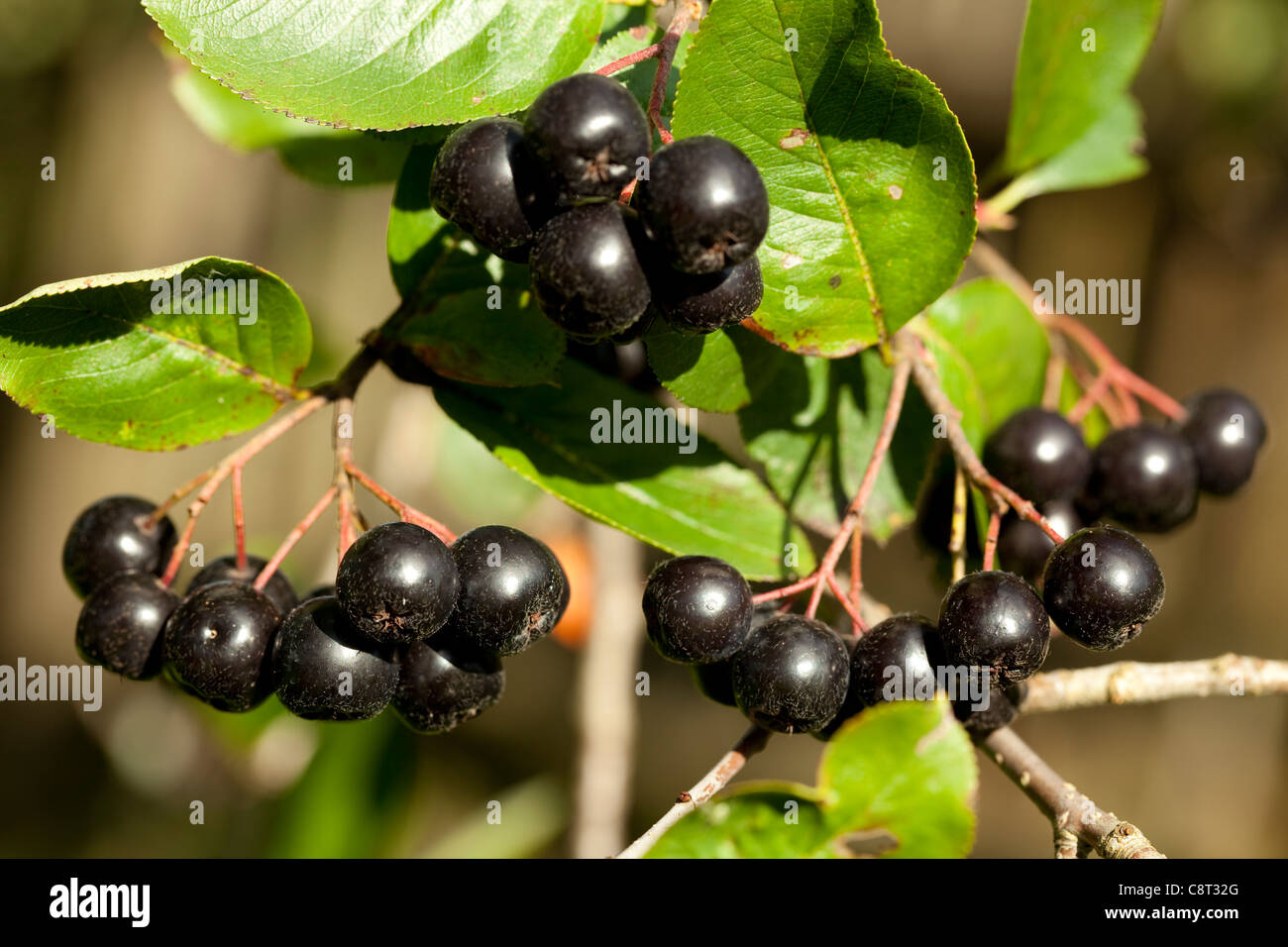 black Chokeberries (Aronia) on bush in garden Stock Photo