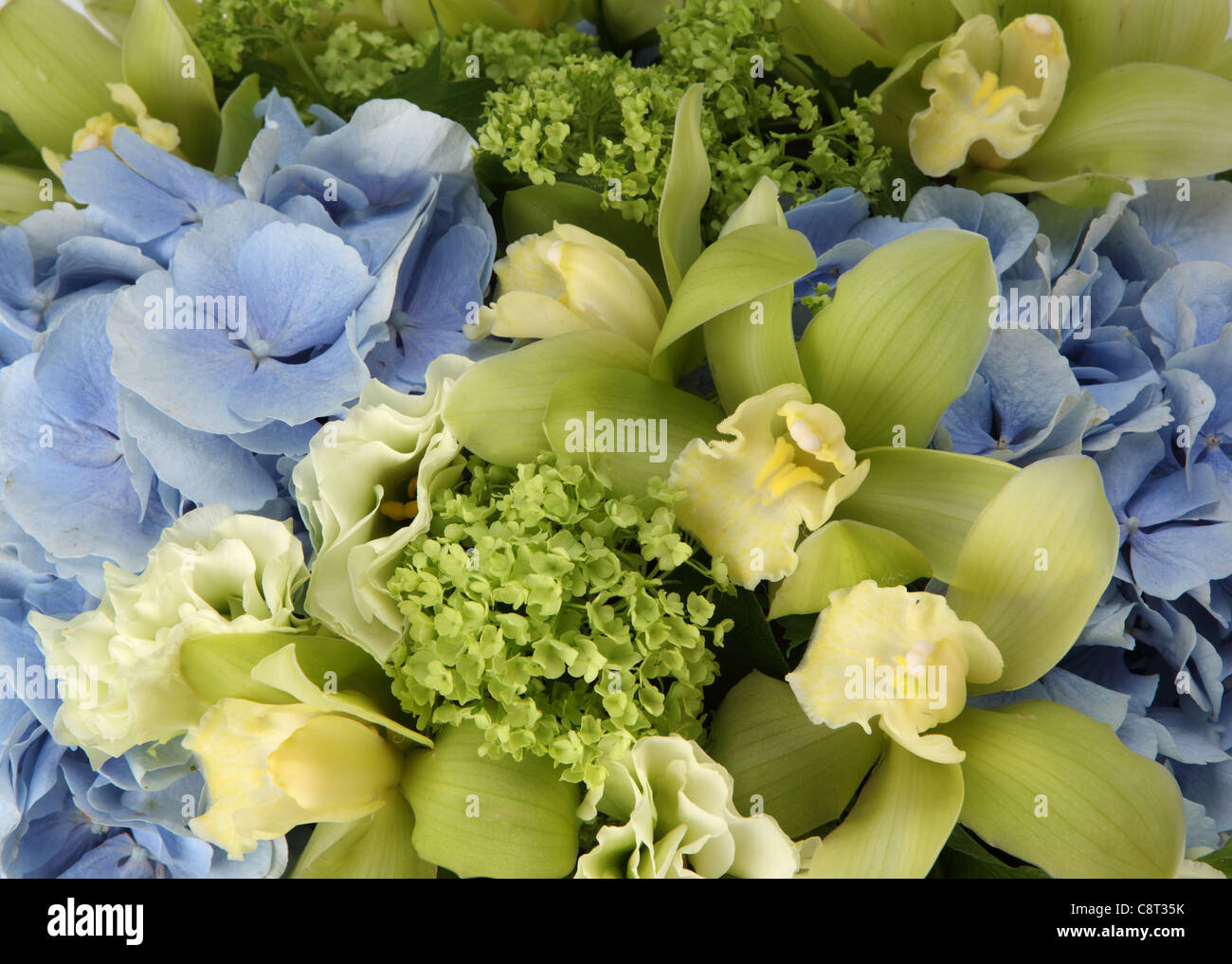 A close-up of a colorful bouquet of flowers. A blue hydrangea, small green hydrangeas and pale green cymbidium orchids. Stock Photo