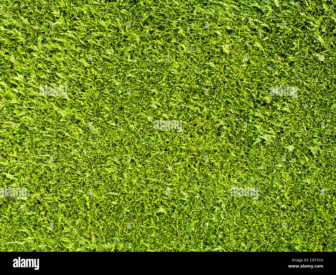 Hedge Texture Stock Photo