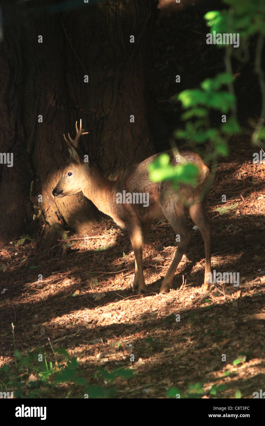 Roe Deer Buck (Capreolus capreolus) Stock Photo