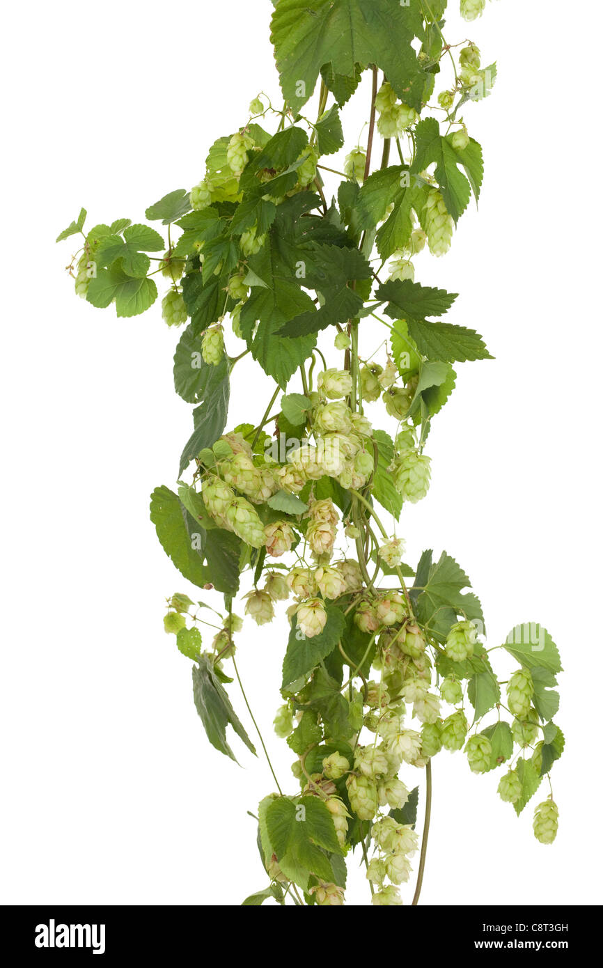 fresh hop's cones on stem on white background Stock Photo