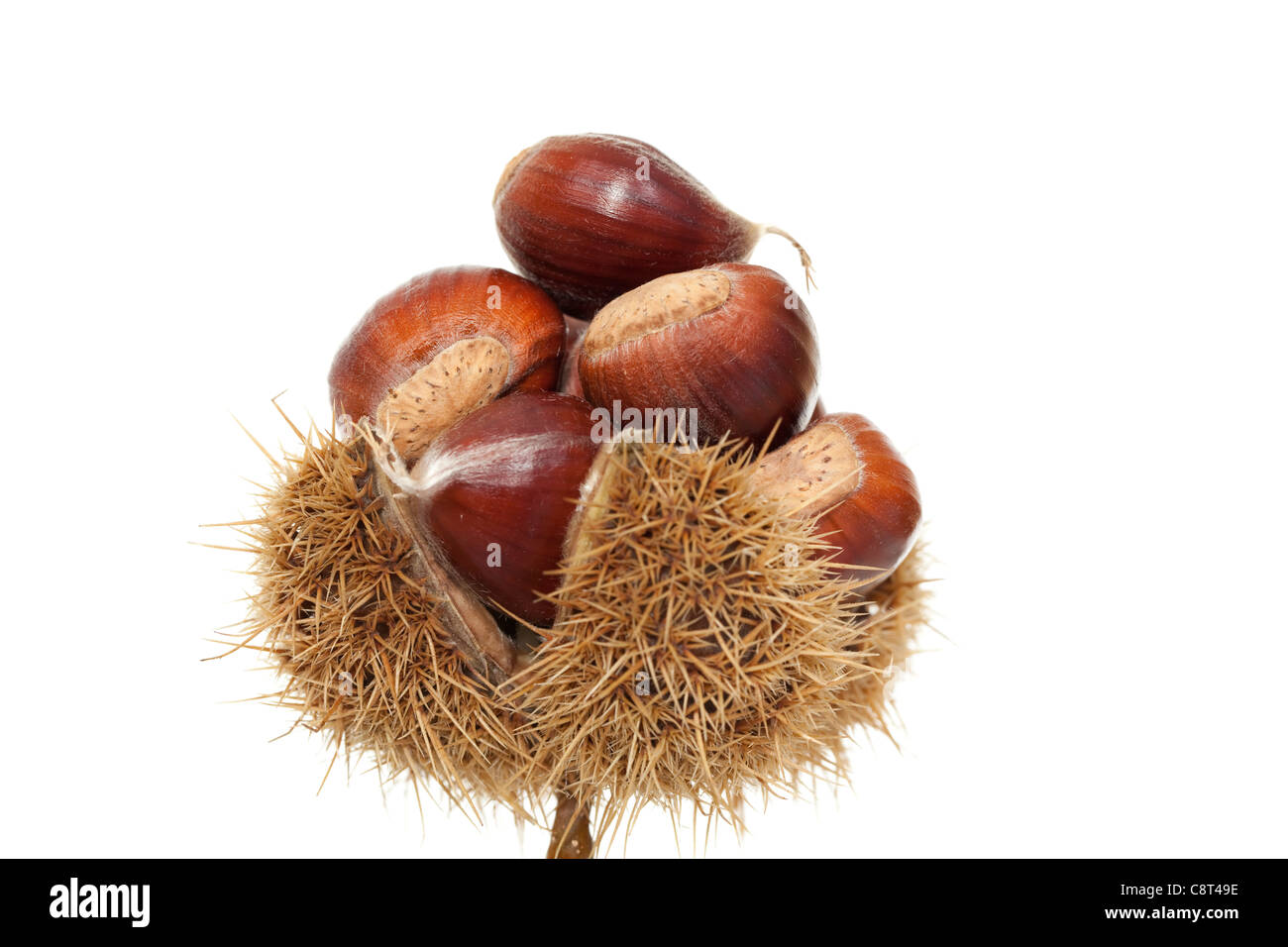 sweet chestnuts in peel on white background Stock Photo