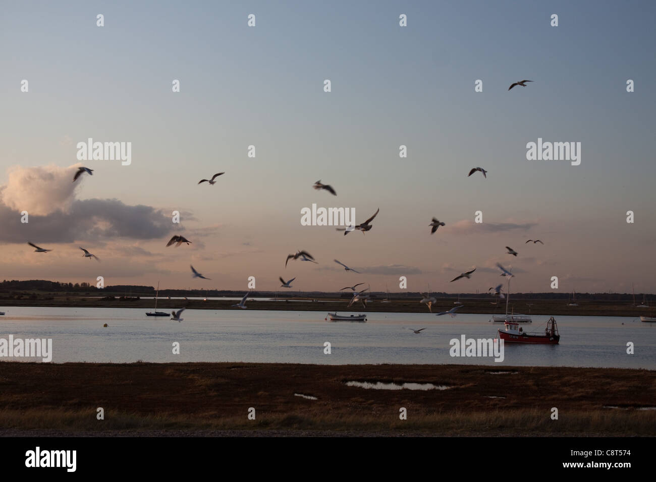 Gulls, Boats and Yachts on the River Alde Estuary at dusk, Suffolk Stock Photo
