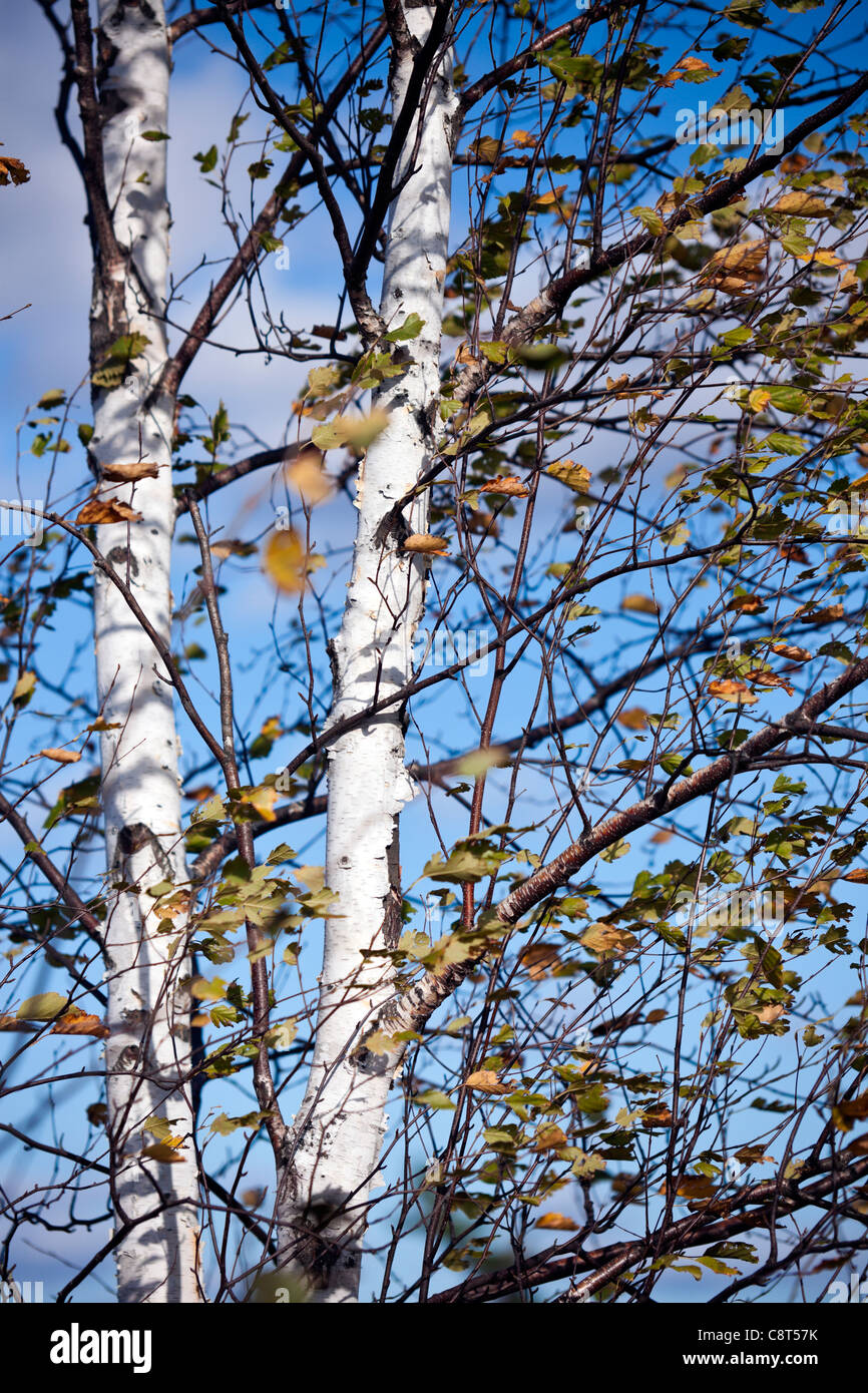October in Wisconsin - the birch with yellow leaves Stock Photo - Alamy