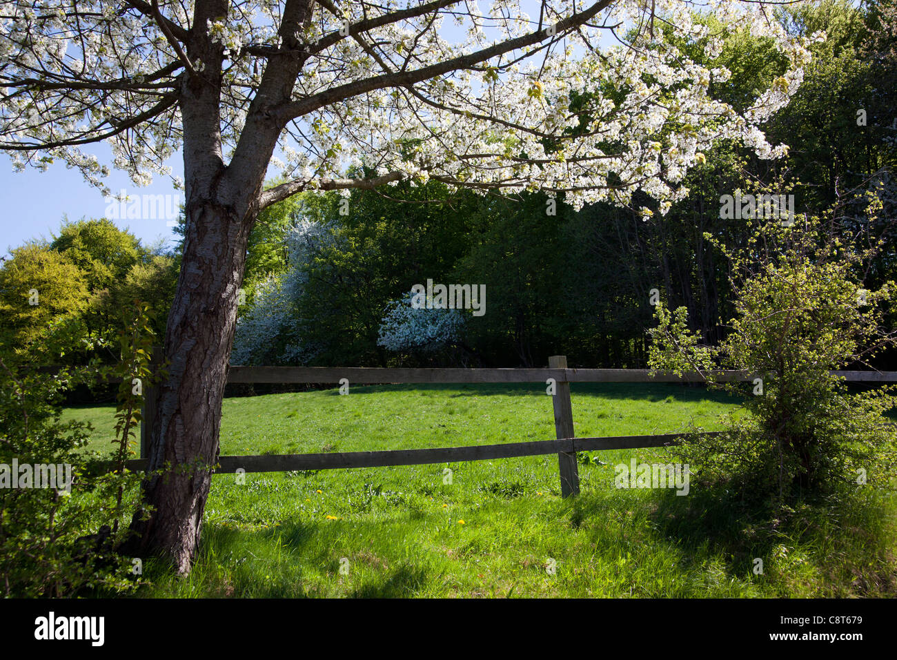 Spring denmark nature hi-res stock photography and images - Alamy