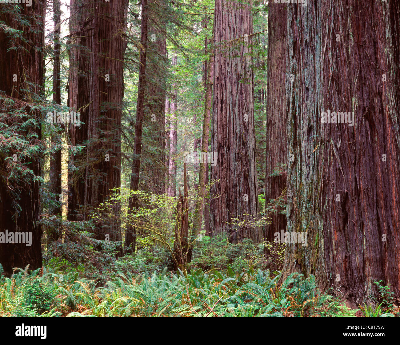 Redwoods (Sequoia sempervirens) tower above ferns in understory
