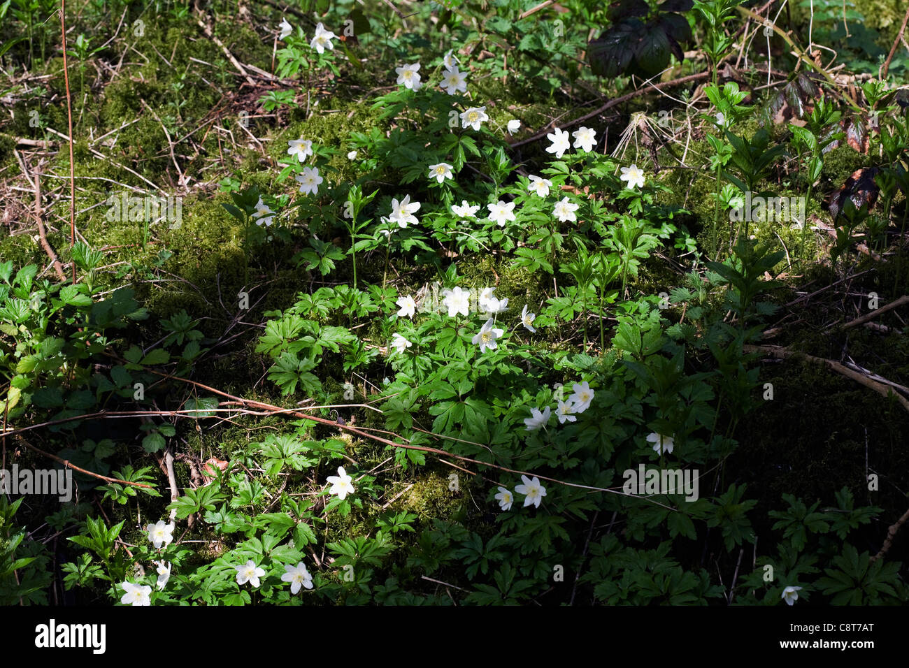 Wood Anemone Lathkill Dale Derbyshire England Stock Photo