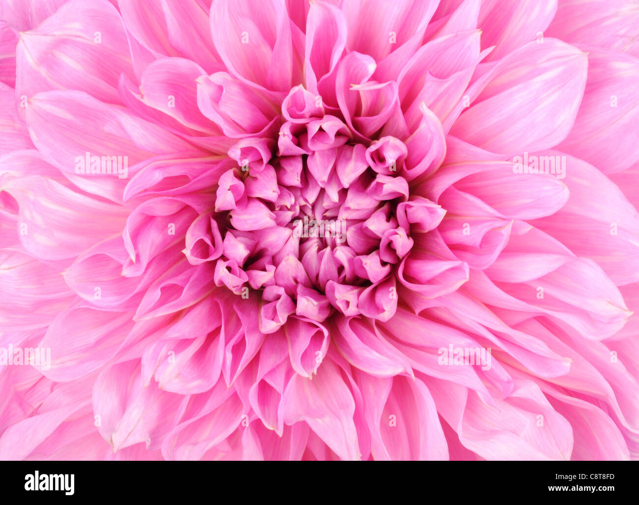Pink dahlia flower close up , micro shot Stock Photo - Alamy
