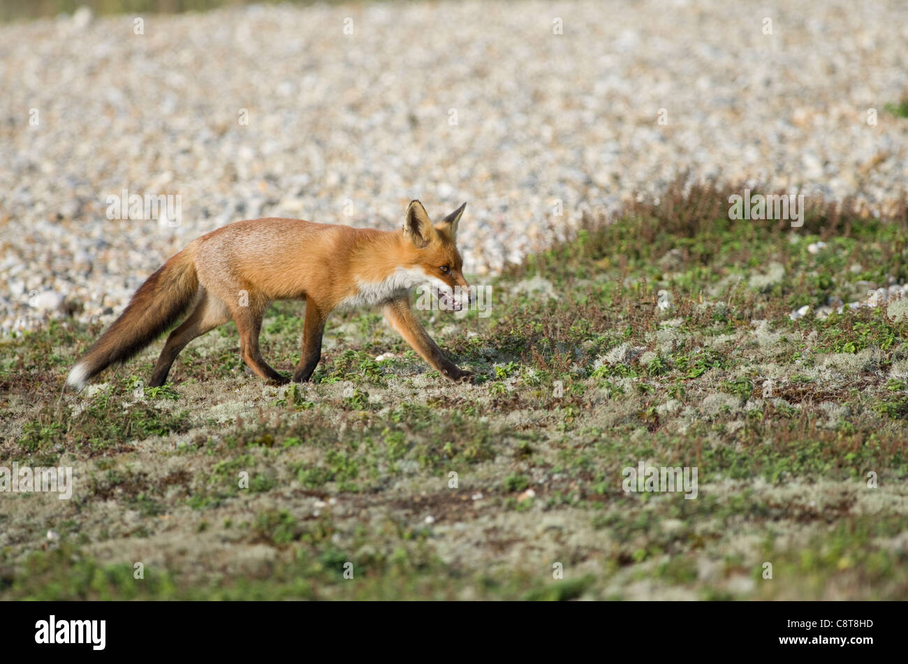 Fox teeth hi-res stock photography and images - Alamy