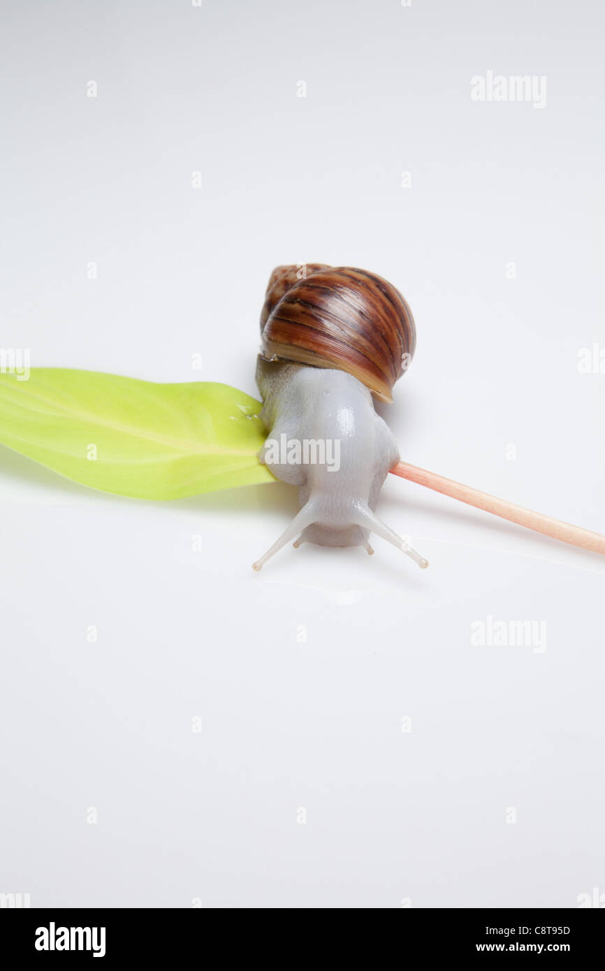 Snail And Leaf With White Background Stock Photo - Alamy