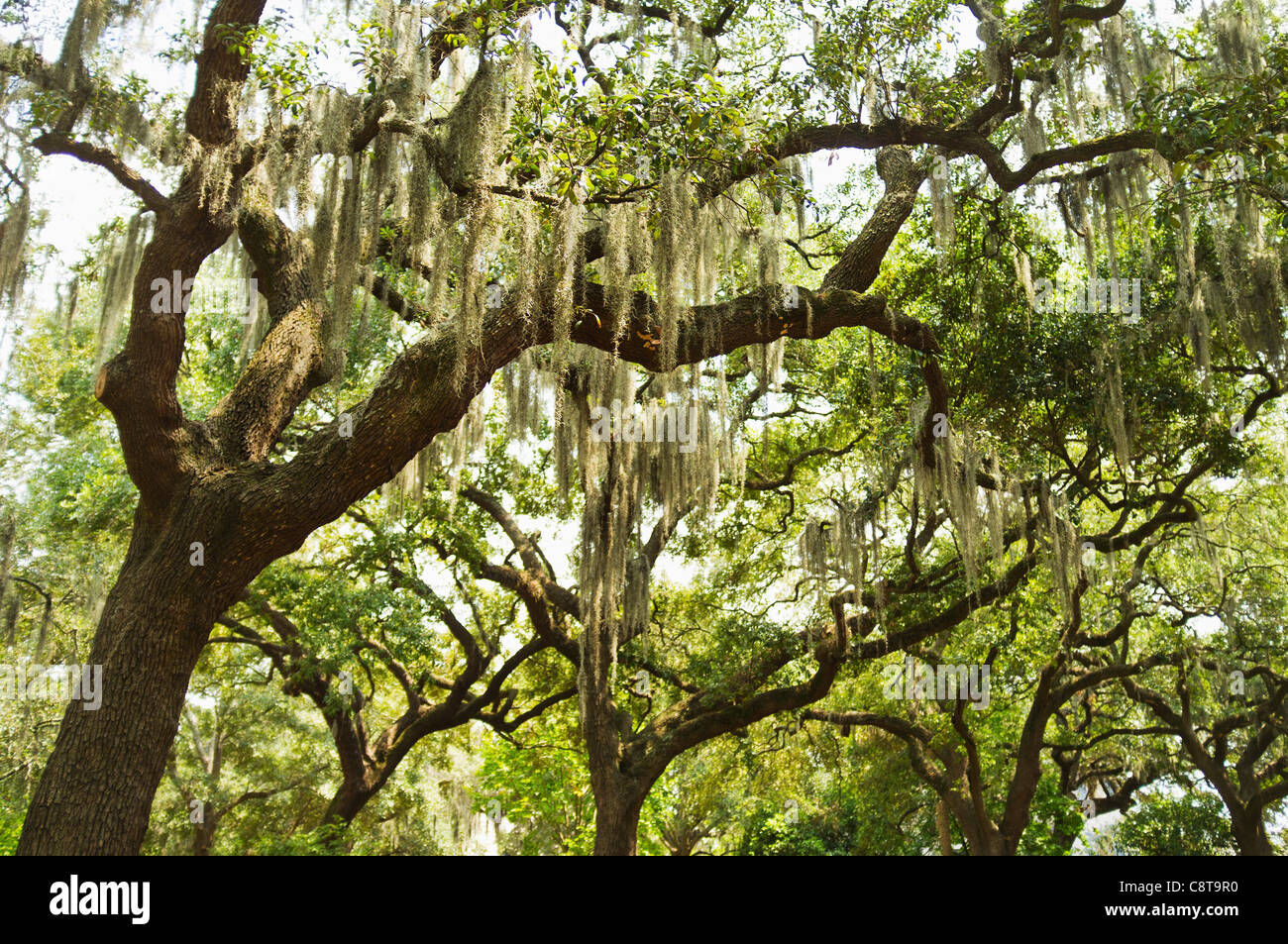 USA, Georgia, Savannah, Spanish moss on oak trees Stock Photo - Alamy