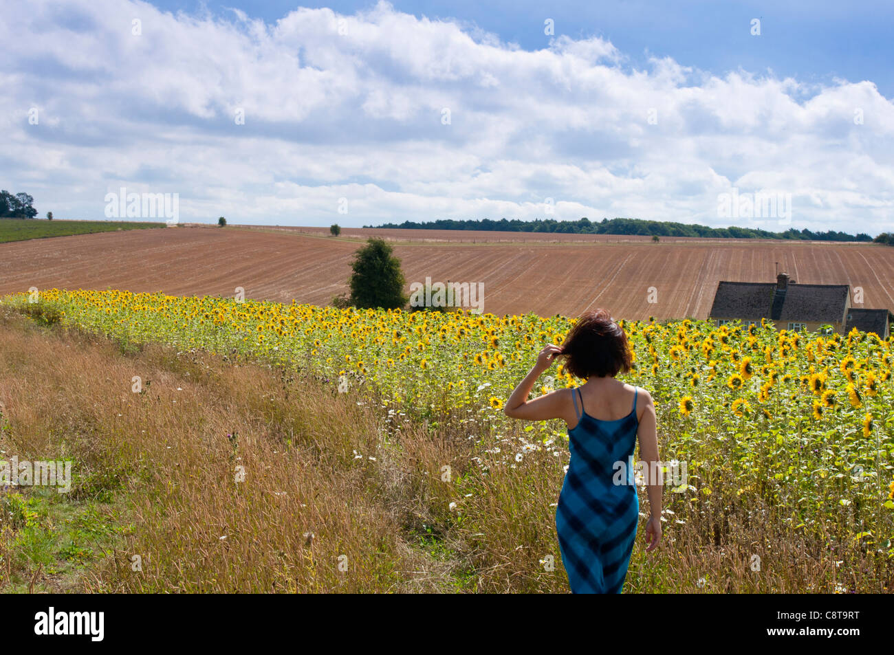 A girl walking in a field of sunflowers at Snowhill in the Worcestershire Cotwolds. England. Stock Photo