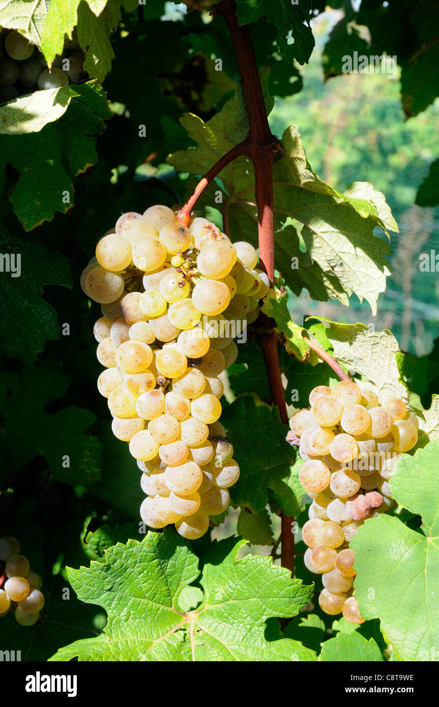Grapes ready for harvest at a vineyard in Kentucky USA Stock Photo Alamy