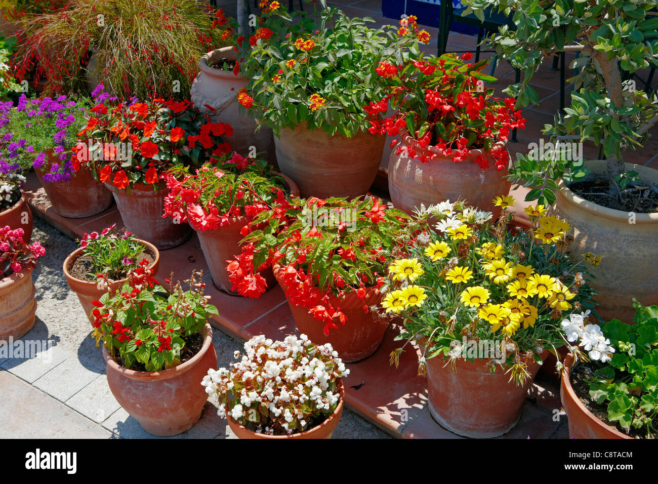 Colorful display of potted flowers and houseplants in Port Aventura amusement park. Salou, Catalonia, Spain. Stock Photo