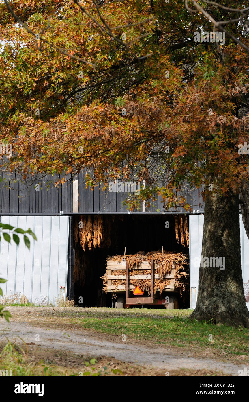 Burley tobacco curing in the barn and loaded on a wagon Stock Photo