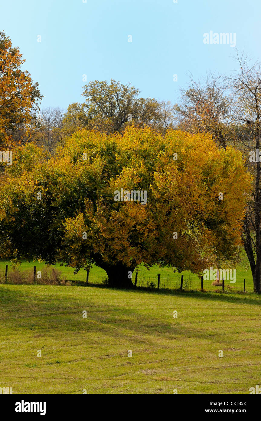 Mulberry Tree Kentucky