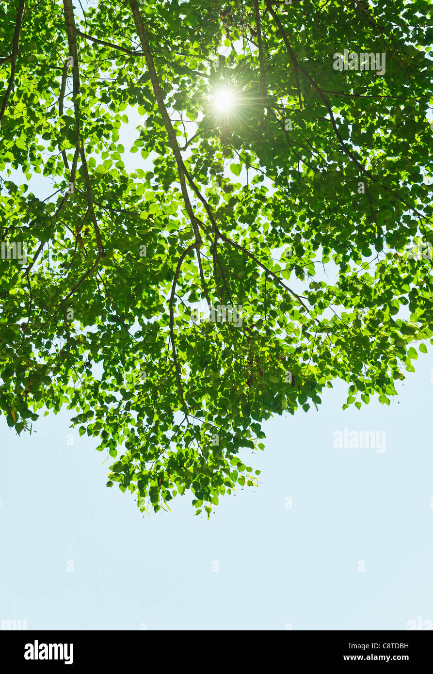 USA, New York State, Old Westbury, Sun lighting through tree Stock Photo