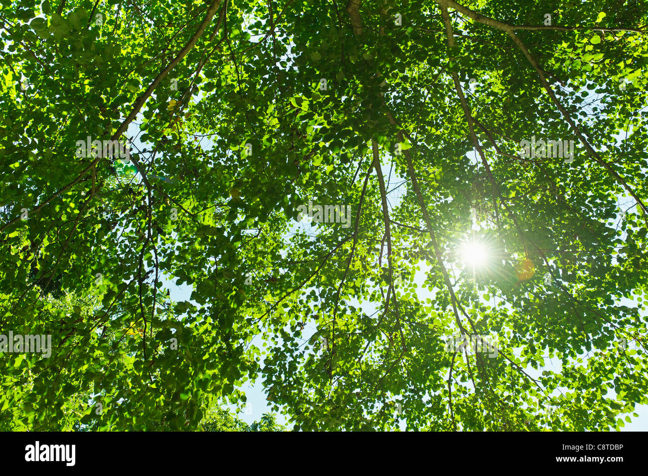USA, New York State, Old Westbury, Sun lighting through tree Stock Photo